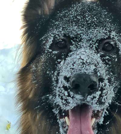 Die Dogorama Kalender Challenge Teil 2/4-Beitrag-Bild