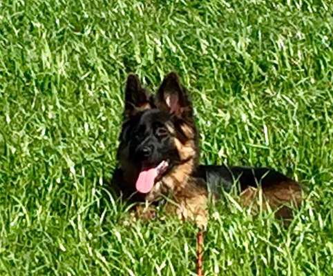 Die Dogorama Kalender Challenge Teil 3/4-Beitrag-Bild