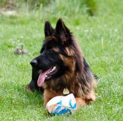 Die Dogorama Kalender Challenge Titelbild-Beitrag-Bild