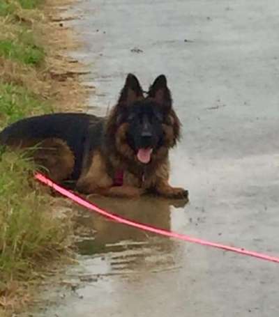 Dogorama Photo Challenge - Gassipause-Beitrag-Bild