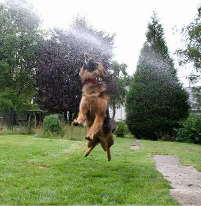 Die Dogorama Wochen Challenge-Beitrag-Bild