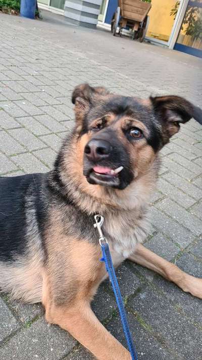 Weisse Schäferhunde-Beitrag-Bild