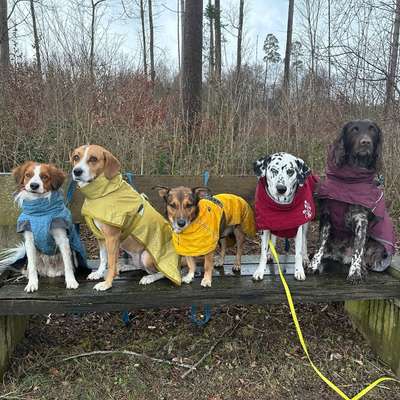 Hundetreffen-Social Walk-Bild