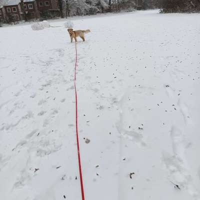 Hundetreffen-Hundekumpel zum trainieren und spielen-Bild