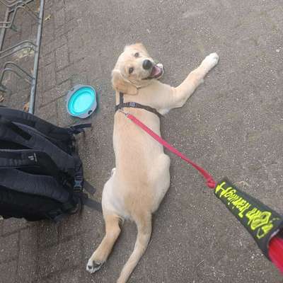 Hundetreffen-Suche Spiel- und Trainingspartner/in-Bild