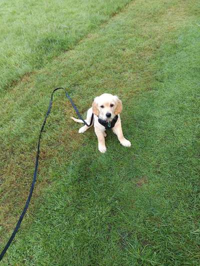 Hundetreffen-Suche Spiel- und Trainingspartner/in-Bild