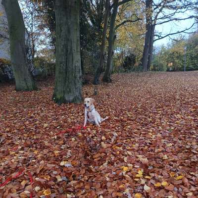 Hundetreffen-Spiel-und Trainingskumpel gesucht-Bild