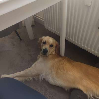 Hundetreffen-Trainingspartner/in gesucht-Bild