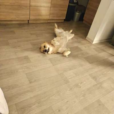 Hundetreffen-Hundekumpel zum trainieren und spielen-Bild