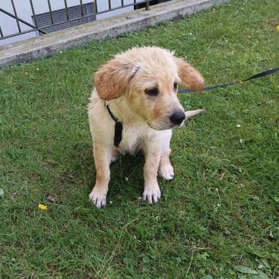 Hundetreffen-Suche Spiel- und Trainingspartner/in-Bild