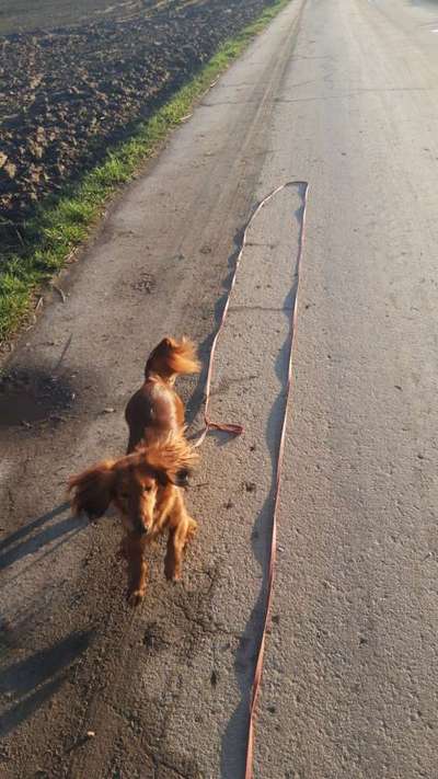 Challenge 23 : "  Euer Hund beim Frühlingserwachen "-Beitrag-Bild