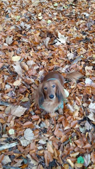 Fotochallenge No. 26                                     Wald und Wiese-Beitrag-Bild