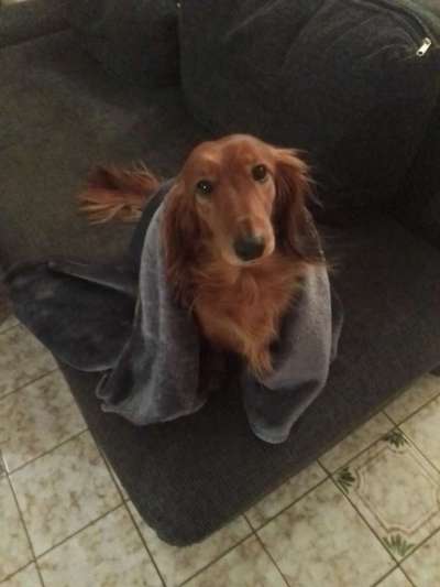 CHALLENGE NR. 19 - Der Hundeblick-Beitrag-Bild