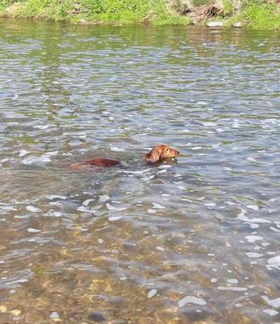 Dogorama-Monats-Challenge-Mai "Wasser"-Beitrag-Bild