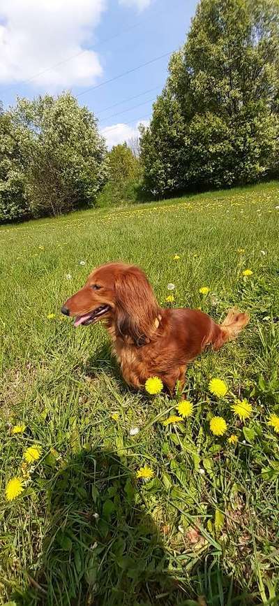 Die Dogorama Kalender Challenge 4/4-Beitrag-Bild