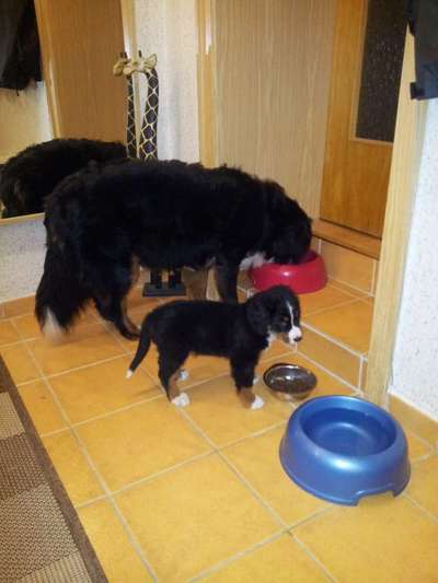 Das erste Bild eures Hundes-Beitrag-Bild