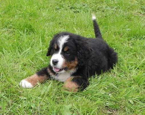 Das erste Bild eures Hundes-Beitrag-Bild