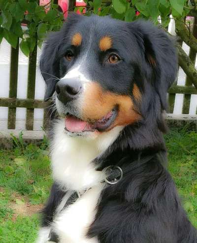 Das erste Bild eures Hundes-Beitrag-Bild