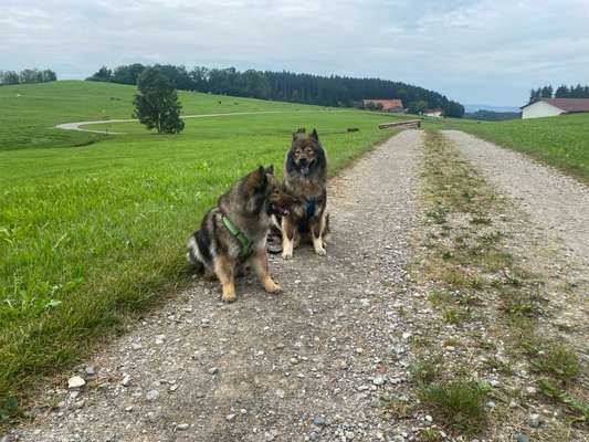 Eurasier-Beitrag-Bild