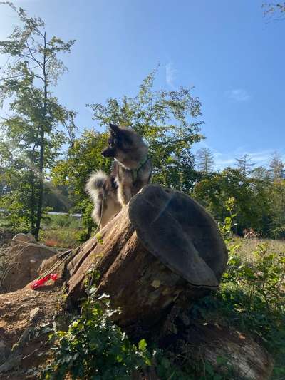 Eurasier-Beitrag-Bild