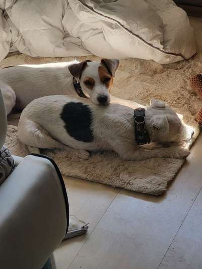 🧨 „Hundetrainer? Brauch ich nicht!“ – Hä?! Oder DOCH?! 🐾-Beitrag-Bild