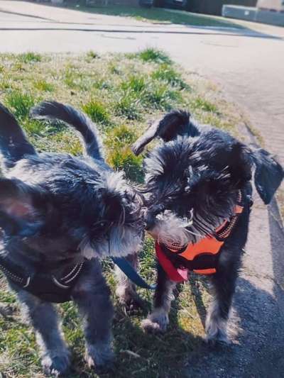 Die Dogorama Kalender Challenge Titelbild-Beitrag-Bild