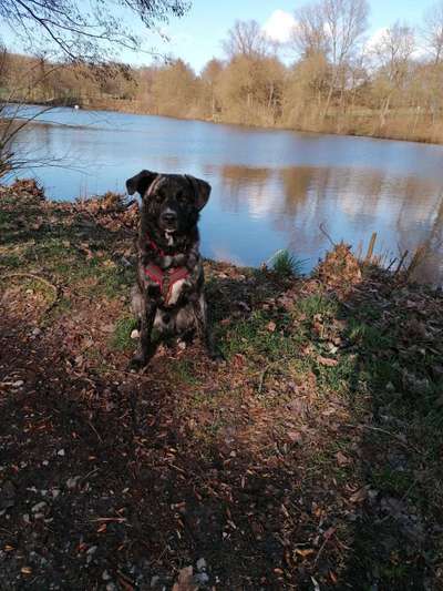 Labradorfans-Beitrag-Bild