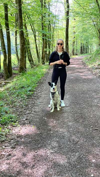 Hundetreffen-Spielerunde und Spazierengehen-Bild