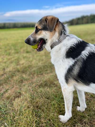 Hundetreffen-Suche Hundefreunde zum Spielen und Gassi gehen-Bild