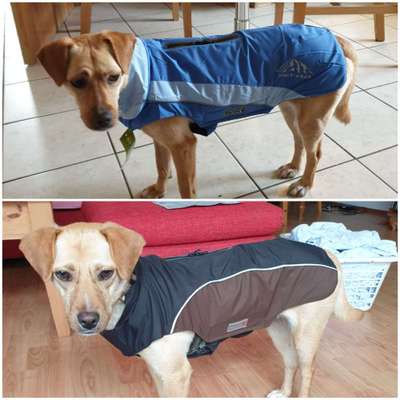 Regenmantel für den Hund (nötig?/Empfehlungen)-Beitrag-Bild
