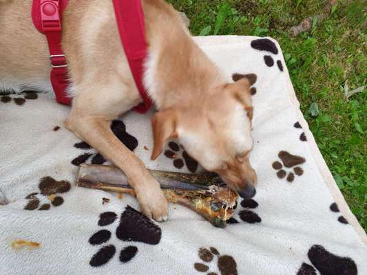 Angst vor Knochen-Beitrag-Bild