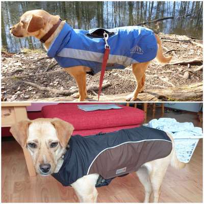 Hundekleidung - Top oder Flop-Beitrag-Bild