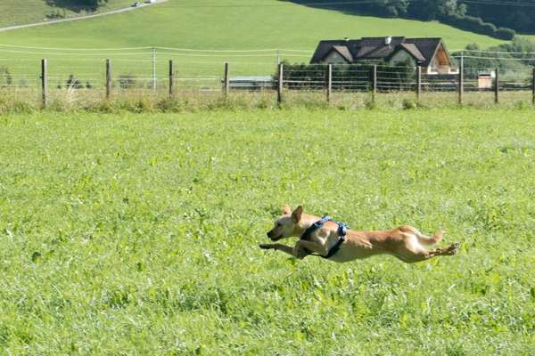 Fotochallenge 66 ~ Rennaction -Zeig deinen Hund im Lauf-Beitrag-Bild