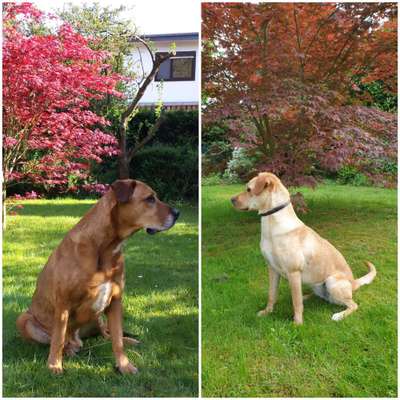 Wie kamst du zu deinem Hund?-Beitrag-Bild