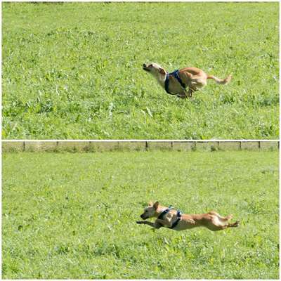 aktuelles Foto Gruppe Straßenhunde aus Rumänien