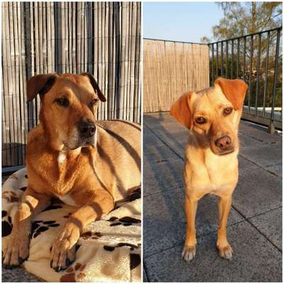 Auslandstierschutz-Beitrag-Bild