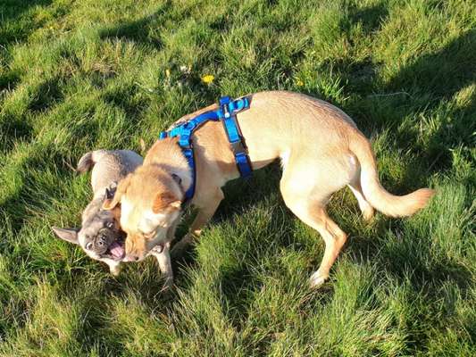 Richtige Hundegeschirr?-Beitrag-Bild