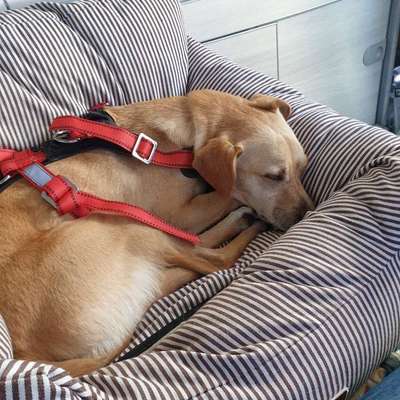 Angst vor Auto, Übelkeit-Beitrag-Bild