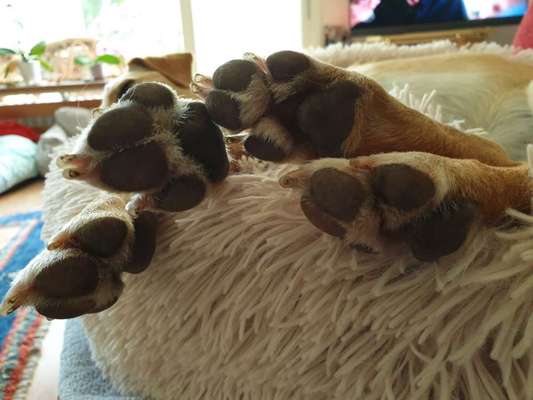 Fusspics sind out, Pfoten for the win!-Beitrag-Bild