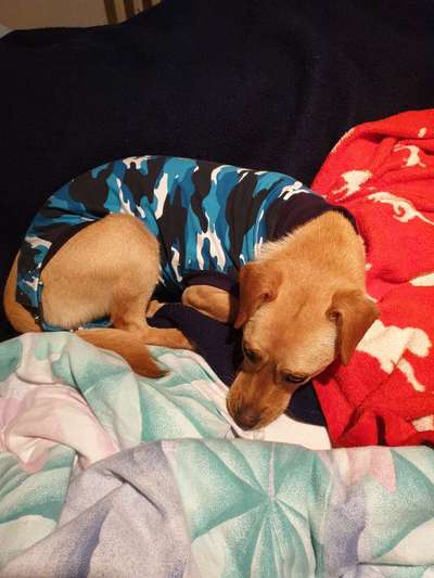 Hundekleidung - Top oder Flop-Beitrag-Bild