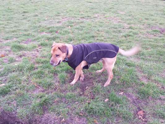 Hundekleidung - Top oder Flop-Beitrag-Bild