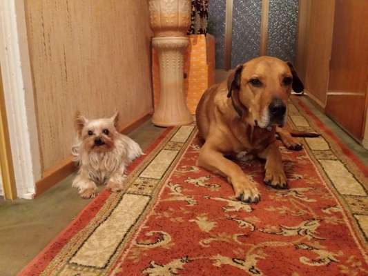 Unsere Fellnasen im Regenbogenland-Beitrag-Bild