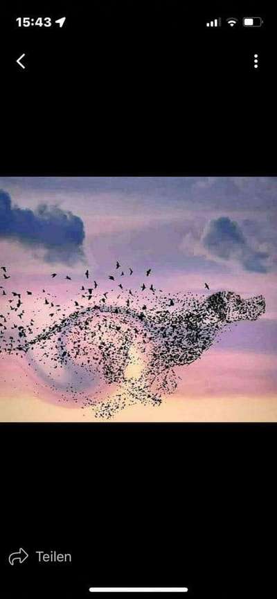 Unsere Fellnasen im Regenbogenland-Beitrag-Bild