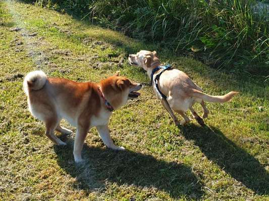 Keine Spielwiese, keine Welpengruppen nur feste Hundefreunde-Beitrag-Bild