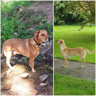 Hunde zu dünn?-Beitrag-Bild