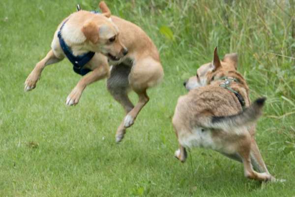 Die Dogorama Wochen Challenge-Beitrag-Bild