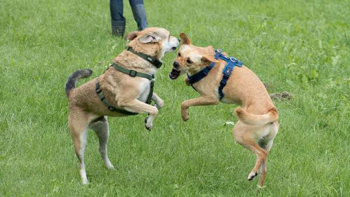 26. Handy Foto Challenge-Beitrag-Bild