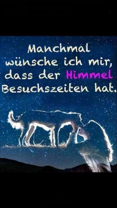 Unsere Fellnasen im Regenbogenland-Beitrag-Bild