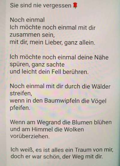 Unsere Fellnasen im Regenbogenland-Beitrag-Bild