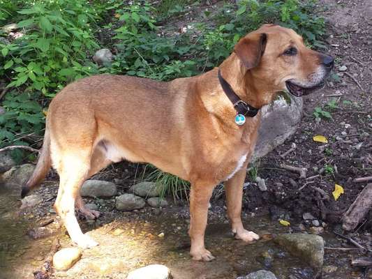 Unsere Fellnasen im Regenbogenland-Beitrag-Bild